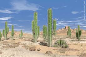 kaktus gurun